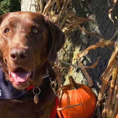 Phoenix Canine Therapy Dog at The Factory