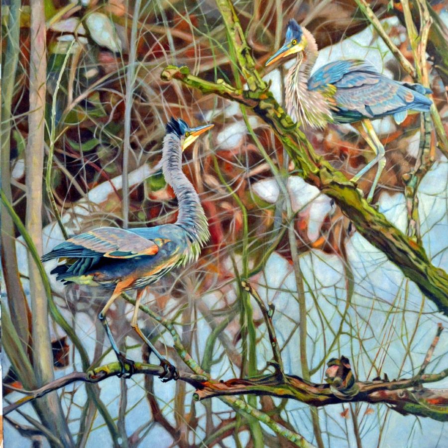 A showing of strength two herons stare at each other in the forest